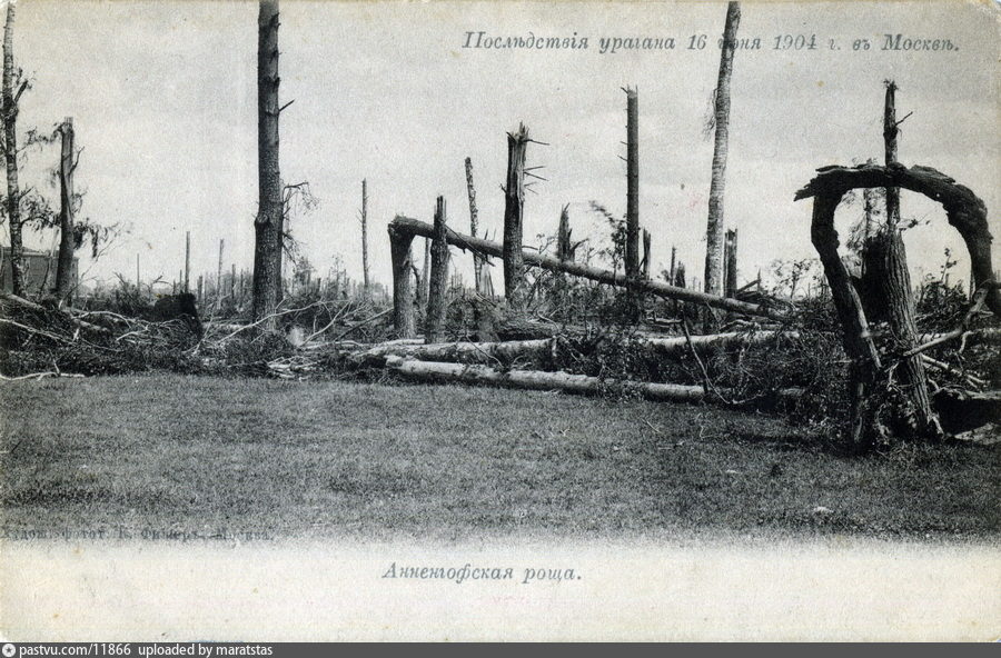 Анненгофская роща после урагана 1904 г. в Москве
